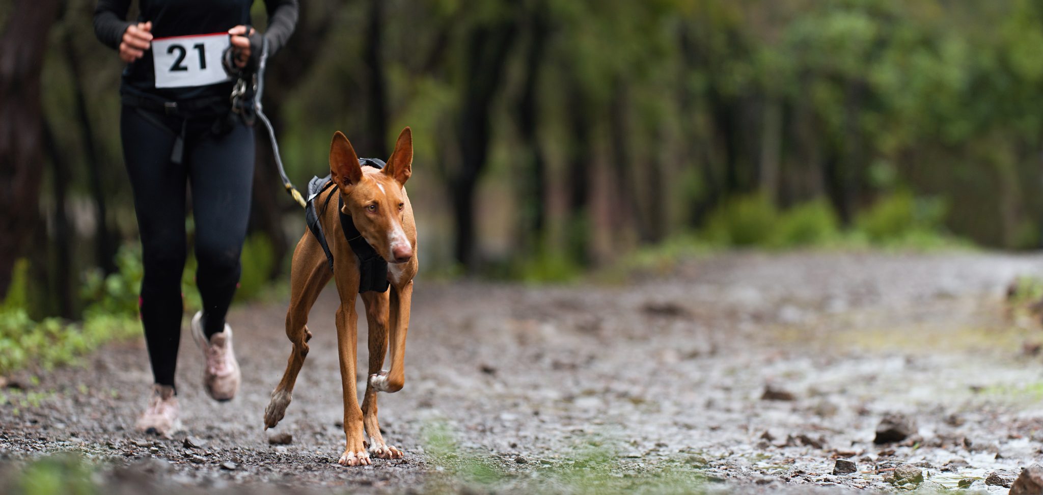 Quel chien pour courir ? 6 races à découvrir Run Advisor